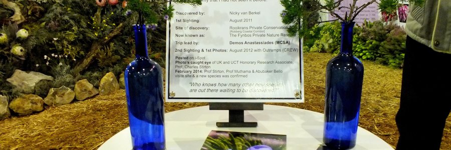 Voorbeelde van die nuwe spesie wat ontdek is en wat tydens die Cape Floral Kingdom Ekspo tentoongestel is